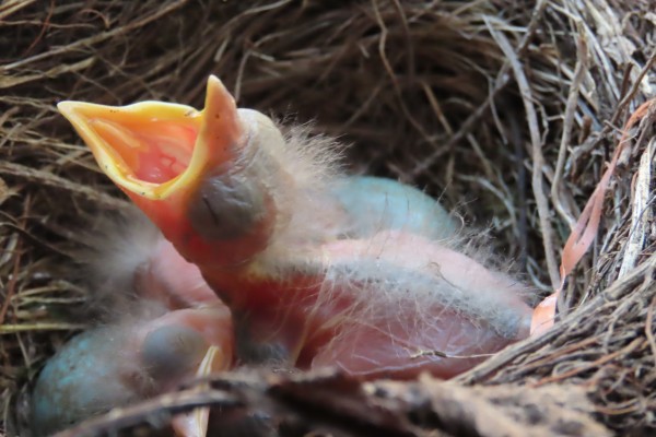 Vogelnestje in het raam van nestje tot kuiken