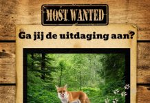 Deze donderdag vossenjacht in Westend Oisterwijk