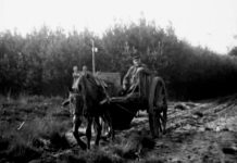 Beeldbank Oisterwijk: De bosschen en vennen van Oisterwijk, 1917