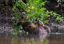 Tientallen bomen plat door acht bevers in centrum Oisterwijk