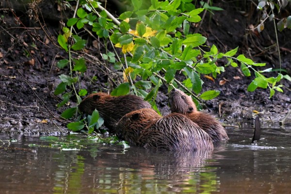 Tientallen bomen plat door acht bevers in centrum Oisterwijk