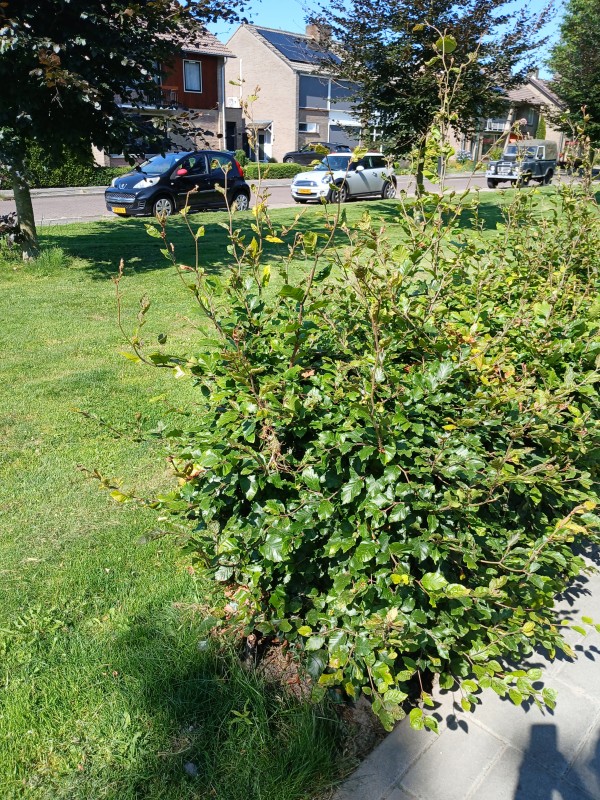 Gemeente Oisterwijk accepteert voor tweede jaar slecht groenonderhoud in Haaren