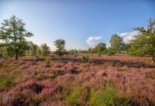 Oisterwijkse Kampina al 100 jaar beschermd