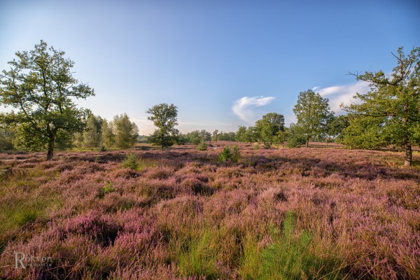 Oisterwijkse Kampina al 100 jaar beschermd