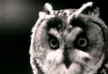 Maand van de Geschiedenis: Bosuil dineert op terras Oisterwijk, 1959 in ‘nep’ zwart-wit