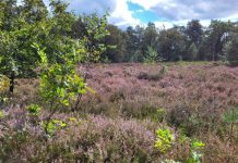 O’ wat ben je mooi