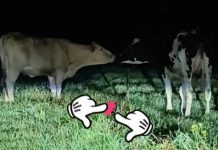 Politie ‘vangt’ twee koeien in Moergestel