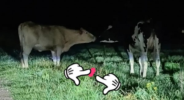 Politie ‘vangt’ twee koeien in Moergestel