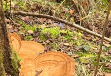 O’ wat ben je mooi