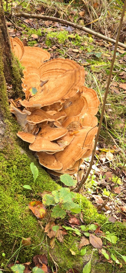 O’ wat ben je mooi