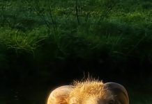 O’ wat ben je mooi