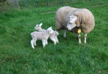 De lammetjes zijn extreem vroeg dit jaar!