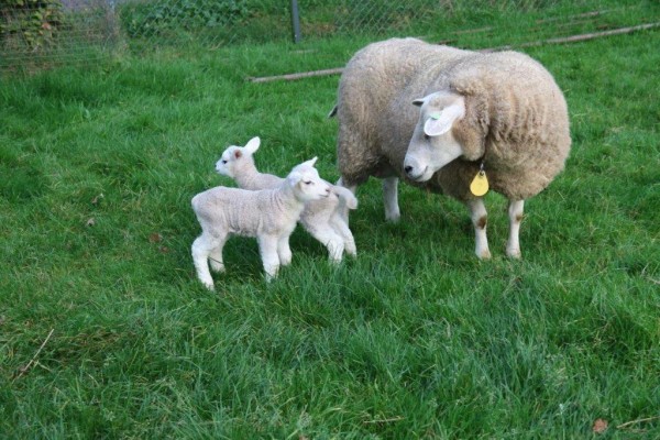 De lammetjes zijn extreem vroeg dit jaar!