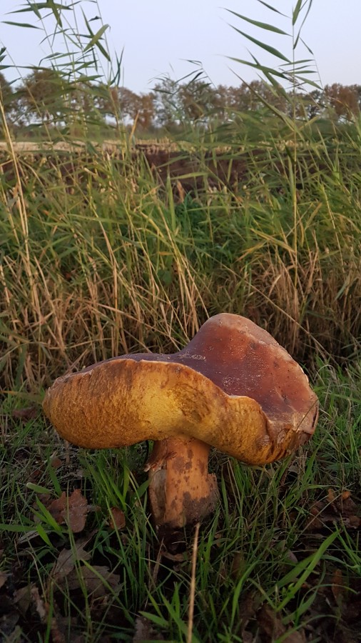 O’ wat ben je mooi