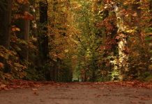 Herfstblad mag weer in de bladkorven