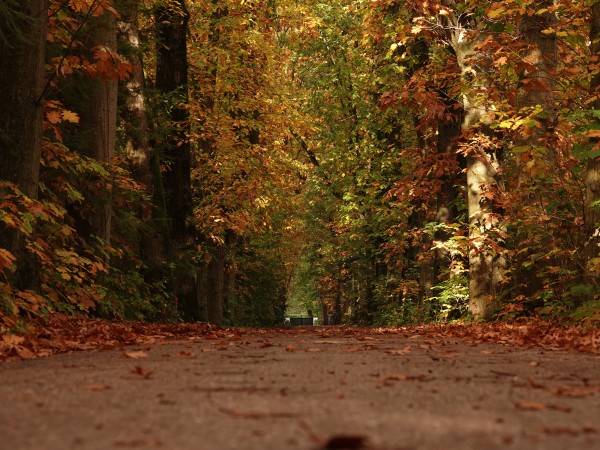 Herfstblad mag weer in de bladkorven