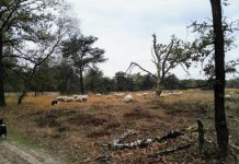 O’ wat ben je mooi