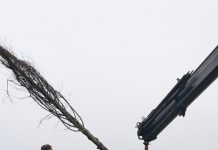 Compensatiebomen voor verdwenen Tulpenboom Moergestel geplant