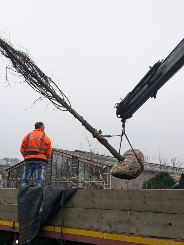 Compensatiebomen voor verdwenen Tulpenboom Moergestel geplant