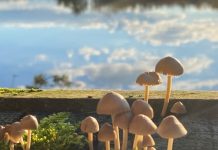 O’ wat ben je mooi