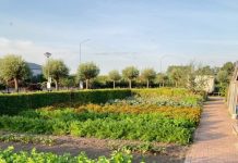 Workshop bodemleven en natuurlijke bestrijding