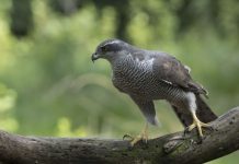 Sommige broedvogels doen het goed bij Oisterwijkse Kampina, andere minder