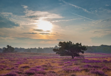 Genieten van heideplanten in de Oisterwijkse Bossen en Vennen *