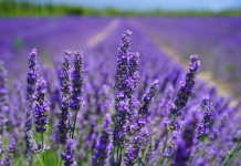Dit zijn de verschillende soorten lavendel die terug zijn te vinden in de omgeving van Oisterwijk *