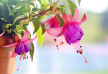 Zo maak je jouw tuin klaar voor de lente van 2025 *