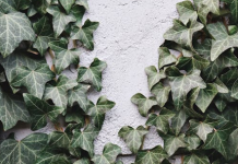 Tips voor het aanplanten van een Hedera schutting *