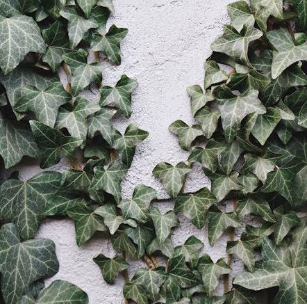 Tips voor het aanplanten van een Hedera schutting *