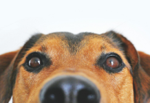 Zo kies je de beste hondenbrokken uit voor jouw hond *