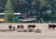 Gratis naar Beekse Bergen met Charitas Oisterwijk