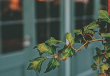 Dit is de reden dat steeds meer mensen kiezen voor buiten kunstplanten *