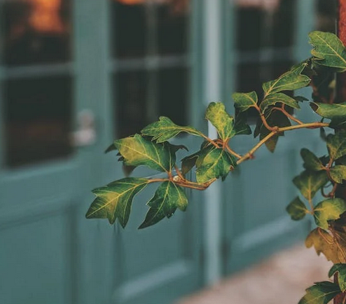 Dit is de reden dat steeds meer mensen kiezen voor buiten kunstplanten *