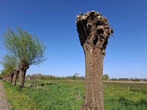 Partij PRO: Snel werk maken van verkeersveiligheid in Moergestel