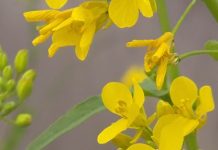 O’ wat ben je mooi