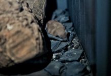 Vleermuis vast in kachel