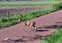 Paasontbijt werd uitgesteld voor ree op spoor