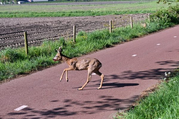 Paasontbijt werd uitgesteld voor ree op spoor