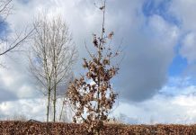 Gemeente Oisterwijk: Meer dan 200 nieuwe bomen geplant in onze gemeente!