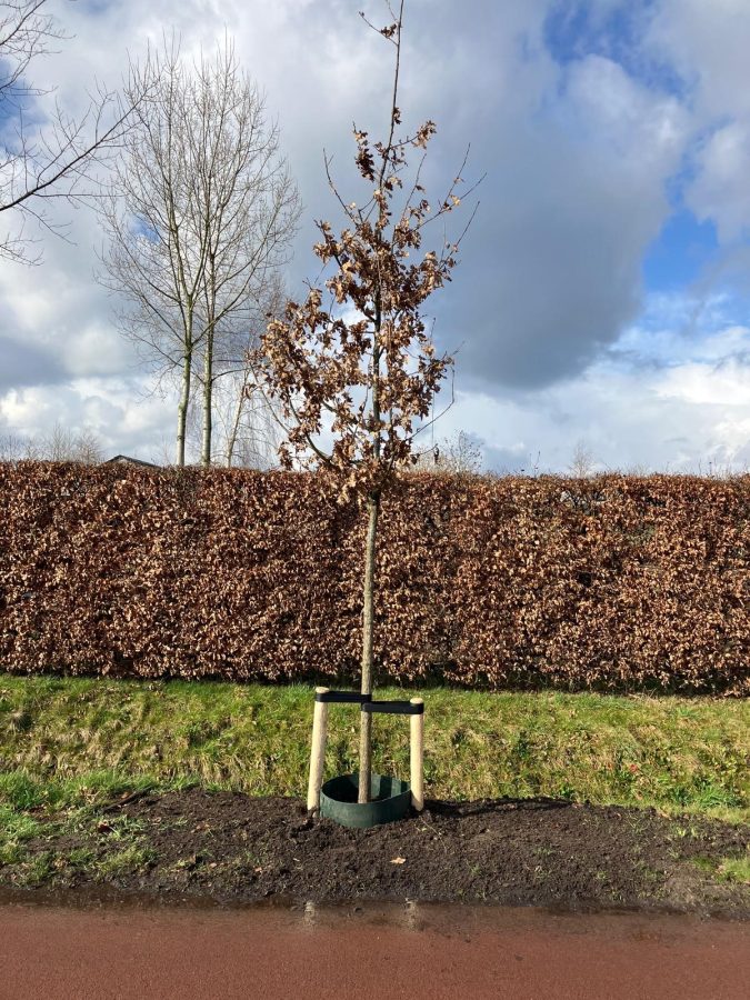 Gemeente Oisterwijk: Meer dan 200 nieuwe bomen geplant in onze gemeente! 