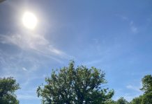 Maand van de Geschiedenis: Oisterwijkse Stadsgidsen vertellen over bomen