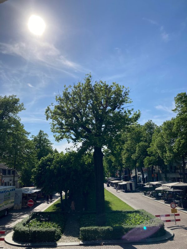 Oisterwijkse Stadsgidsen vertellen ook over De Linde en andere bomen