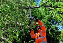 Alweer boom omgewaaid in Oisterwijk