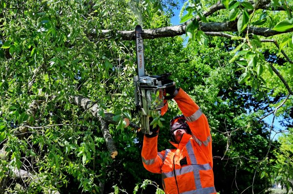 Alweer boom omgewaaid in Oisterwijk