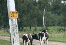 Weginspecteur stuurt kalfjes weg bij A58 Moergestel