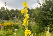 Kruidenrijk Haaren toont geneeskracht en pracht