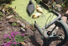 Mosselen in Oisterwijkse tuin?