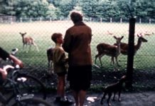 Zomeren met Beeldbank Oisterwijk: Hertenkamp Oisterwijk, circa 1960